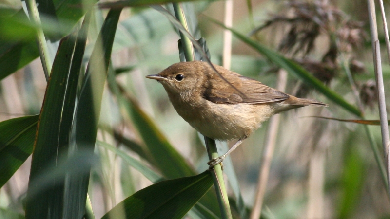 Kleine karekiet in het riet